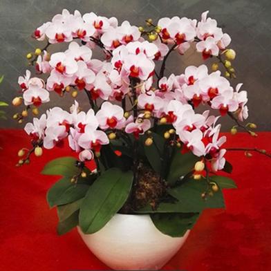 Orchid Seed image