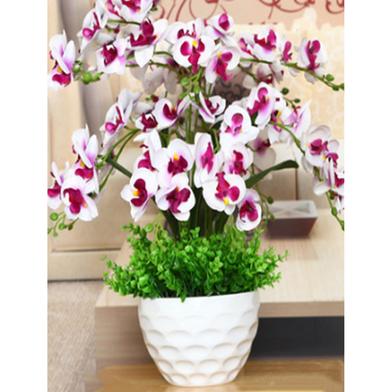 Orchid Flower White Seed image