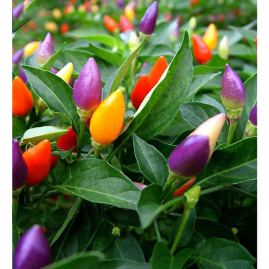 Ornamental Chili Seed image