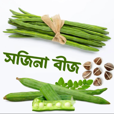Pkm1 Moringa Sajna Seeds All Season image