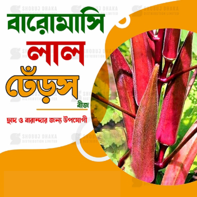 RED Okra Seeds Re-Pack (Thailand) - 5pcs image