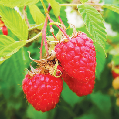 Rare Delicious Raspberry Fruit Seeds image