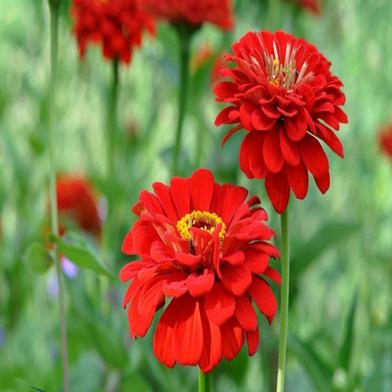 Red Zinia Seed image