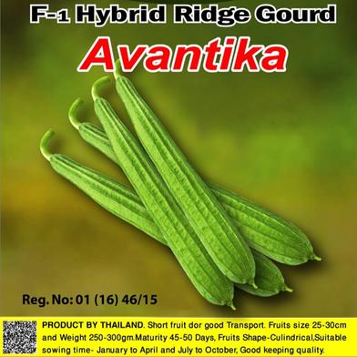 Naomi Seed Ridge Gourd- Avantika - 5 gm image