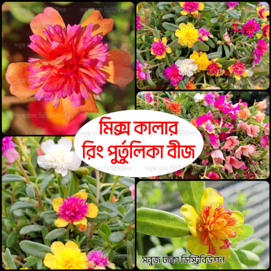 Ring Purtulika Moss Rose Flower Seeds 100Pcs Plus (Thai) 10 Color Mix image