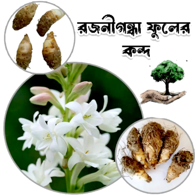 Rojonigondha Flower Bulb/Big Seed - 10Pcs image