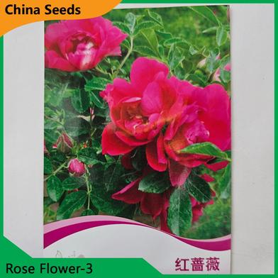 Rose Flower Seeds- Rose Flower 3 image