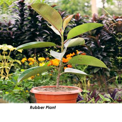 Rubber Plant With 10 Inch Plastic Pot image