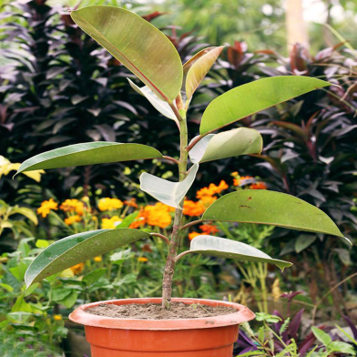 Rubber Plant Without Pot image