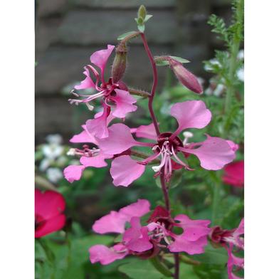 Salvia Seed image