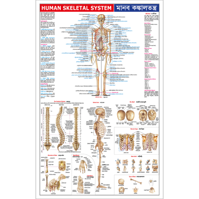 Sariyagraph Human Skeletal System image