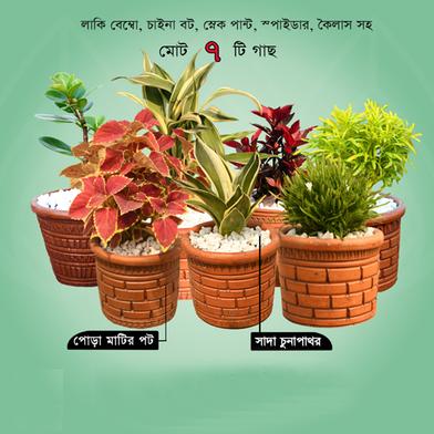 Brikkho Hat Semi Indoor Combo-29 (Snake Yellow, Grass Flower, Kailash Red, Indian Border Red, Lucky Bamboo, China Bot, Nimzhuri Bonsai) image