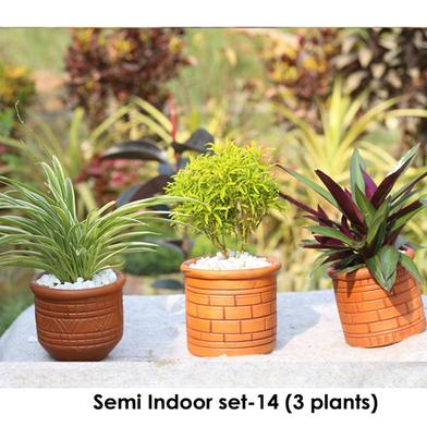 Brikkho Hat Semi Indoor Plants set- 14 (Spider, Nimzhuri, Boat Lily) image