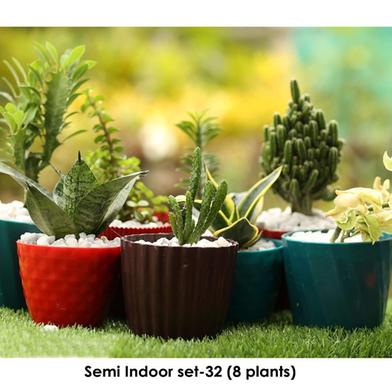 Brikkho Hat Semi Indoor Set-32 | 8 Plants image