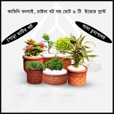 Brikkho Hat Semi Indoor combo-1 ( Baby care, Kamini, lucky bamboo, Rongon bonsai, China bot, Nimjhuri) image
