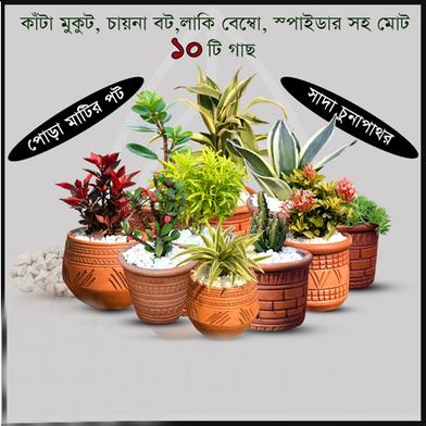 Brikkho Hat Semi Indoor combo-8 (Indian Border Red, China bot bonsai, Lucky bamboo small, Crown of thorns, Snake yellow, Rongon bonsai, Nimjhuri, Fairy castle Cactus, Spider, Baby care plant image