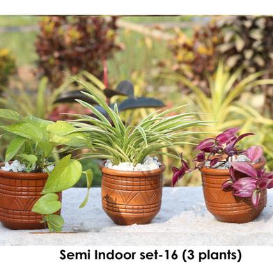 Brikkho Hat Semi Indoor set - 16 (Money plant, spider, zebra vine) image