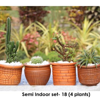 Brikkho Hat Semi Indoor set - 18 (Fairy castle cactus, Ball cactus, Crown of thorns, Star cactus) image