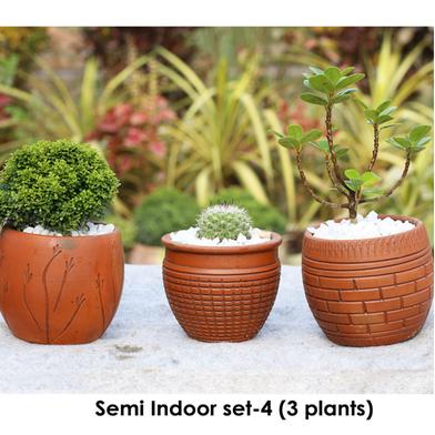 Brikkho Hat Semi Indoor set - 4 (Kamini Bonsai, Ball Cactus, China Bot) image