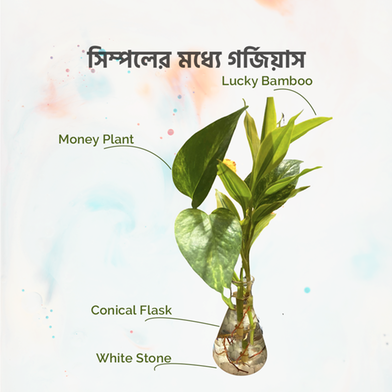 Brikkho Hat Simple is Gorgeous Combo | Lucky Bamboo And Money Plant image