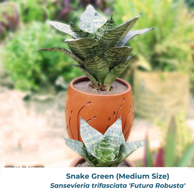 Snake Green Dwarf M With 5 Inch Regular Clay Pot image
