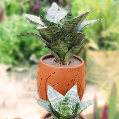 Snake Green Dwarf M With 5 Inch Regular Clay Pot image