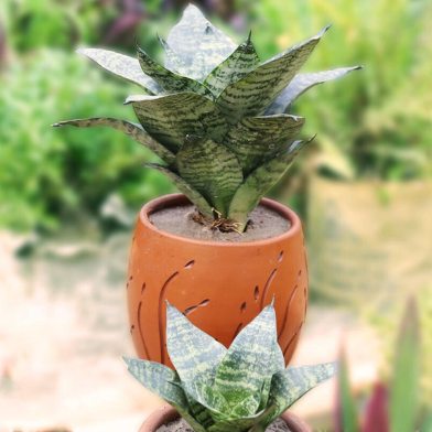 Snake Green Dwarf M With 6 Inch Dim Pot image