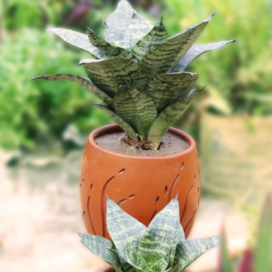 Snake Green Dwarf M Without Pot image
