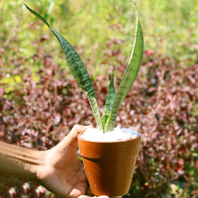 Snake Green Long Special With 5 Inch Clay Pot image