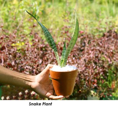 Snake Green Long Special With 8 Inch Plastic Pot image