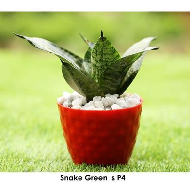 Brikkho Hat Snake Green Plant S P4 Short (Plastic Tub) image