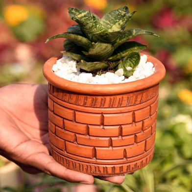 Snake Plant/ Dracaena Trifasciata With 5 Inch Clay Pot Green Big image