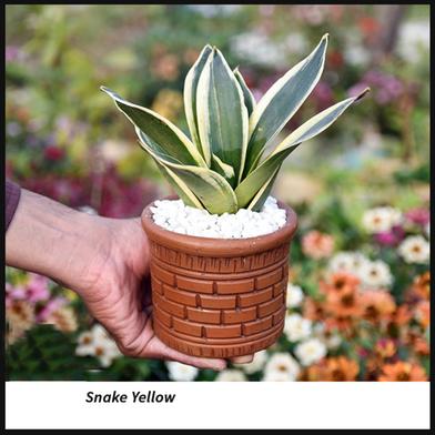 Snake Plant/ Dracaena Trifasciata With 5 Inch Clay Pot Yellow Small image