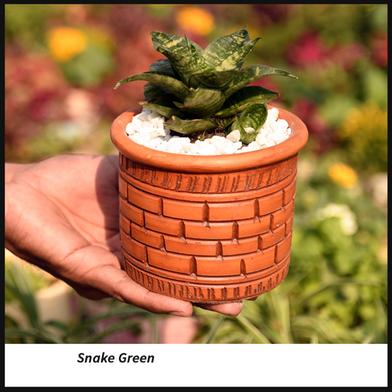 Snake Plant/ Dracaena Trifasciata With 5 Inch Clay Pot Green Big image
