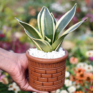 Snake Plant/ Dracaena Trifasciata Without Pot Yellow Small image