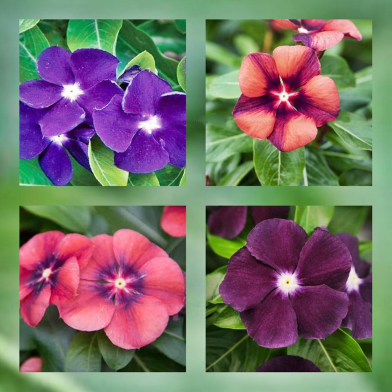 Sobuj Dhaka Garden 4 Color Mix Exclusive Hybrid Noyontara Flower Seeds 0.1 gm image