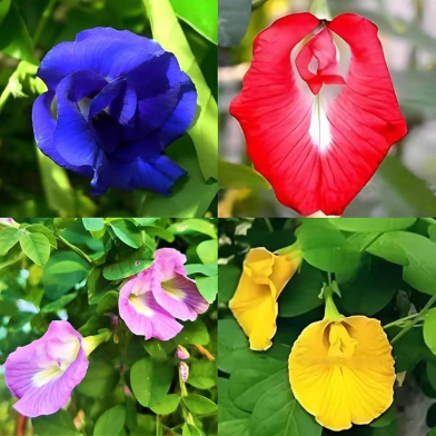 Sobuj Dhaka Garden 4 Color Mix Exclusive Oporajita Flower Seeds 0.5 gm image