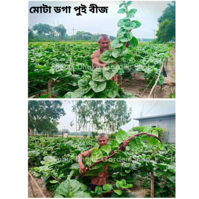 Sobuj Dhaka Garden Lal Pui Shak Seeds 0.1gm image