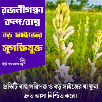 Sobuj Dhaka Garden Rojonigondha Flower Bulb/Seed -10 pcs Aromatic image