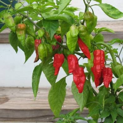 Naga Chili Re- Pack image
