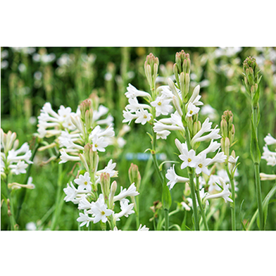  Tuberose Flower 2 pcs Bulb Of Rojoni Gondha Flower Bulb Big Seed image