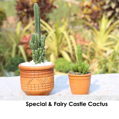 Brikkho Hat Special And fairy castle cactus image