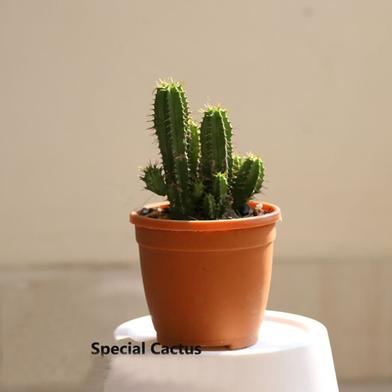 Brikkho Hat Special Cactus image