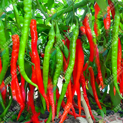 Summer Special Long Chili Seeds 50 Plus Seeds Pack image