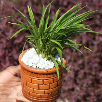 Spider Green With Regular 5 Inch Clay Pot image