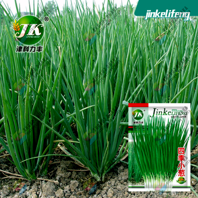 Spring Onion Seeds - 0.1gm image