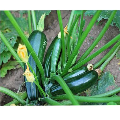 Squash Seed image