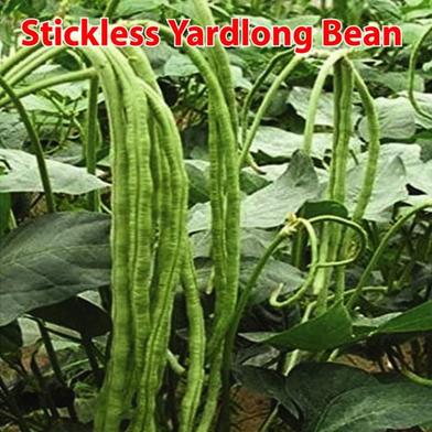 Naomi Seed Stickless Yardlong Bean - 10 gm image