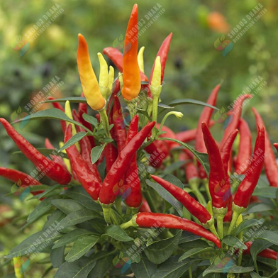 Surjomukhi Chili Seeds Re-Pack image