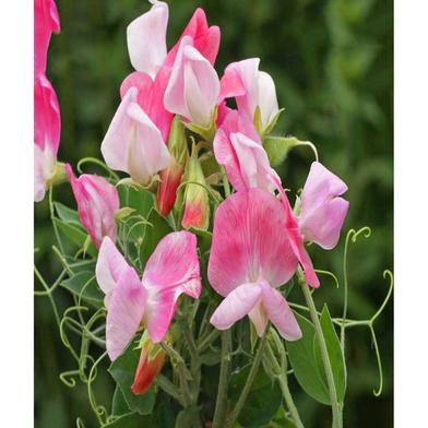 Sweet Pea Seed image